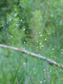 Alisma plantago-aquatica